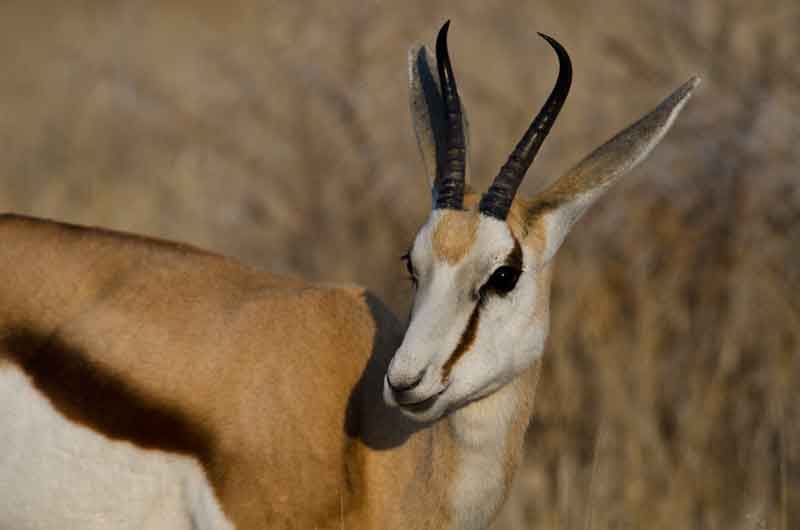 Antílope Springbok - parque nacional de Etosha - Namibia 2.jpg